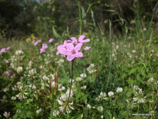 Cavasecca - 05-05-2013 08-09-30.JPG